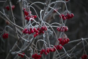 Чому не можна садити калину біля хати: прикмети та практичні ризики