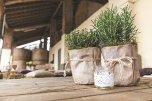 Як доглядати за розмарином у горщику на підвіконні